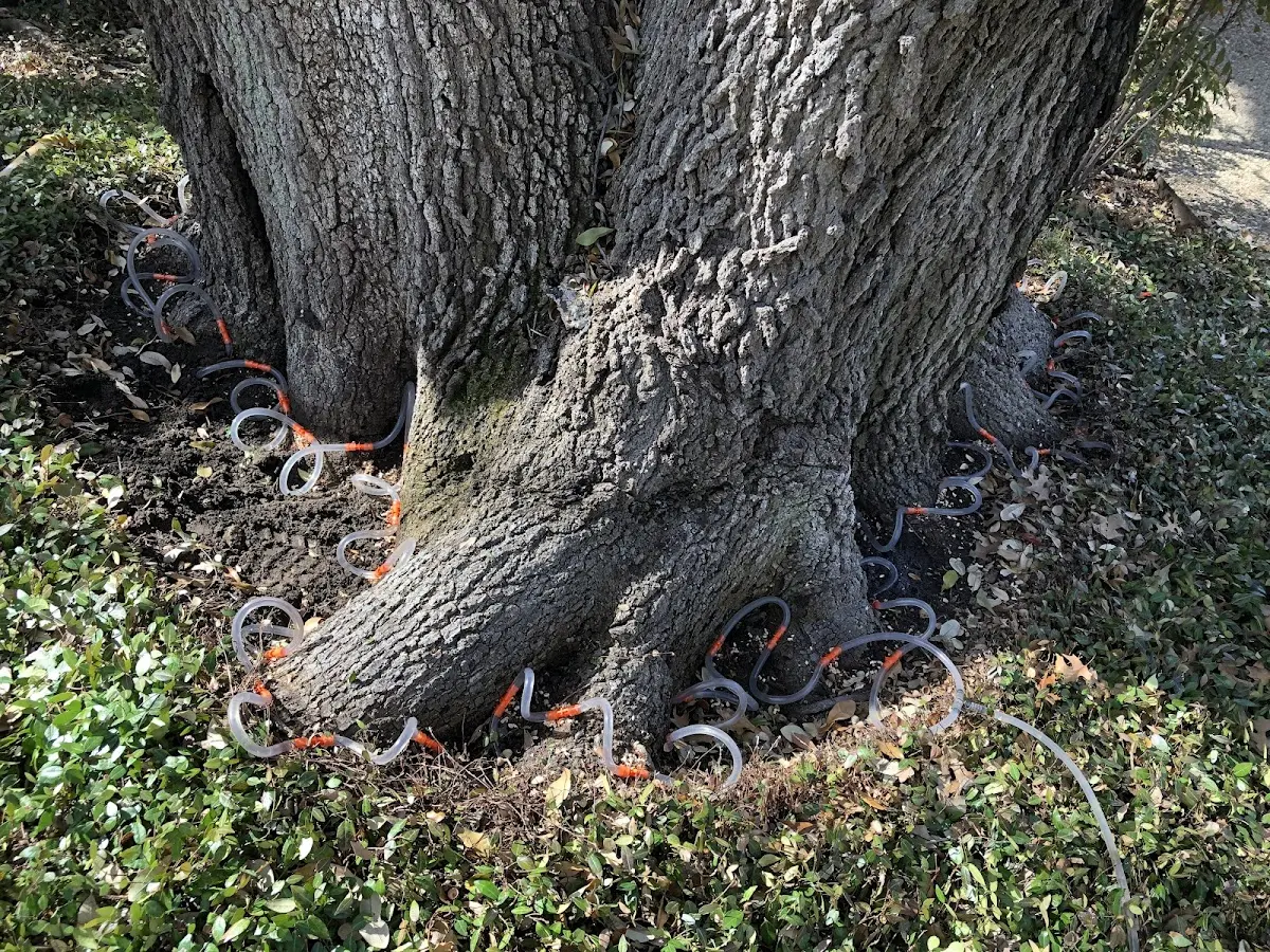 Detailed Tree Cabling and Bracing job site in Little Birch